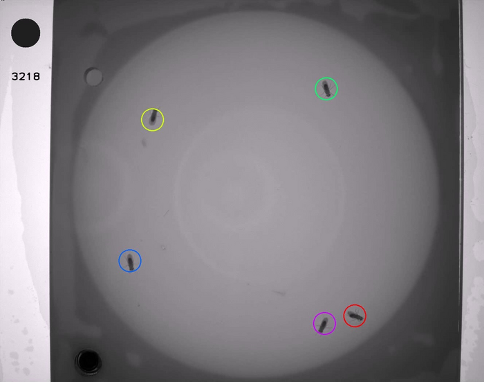 Greater threat, greater syntony