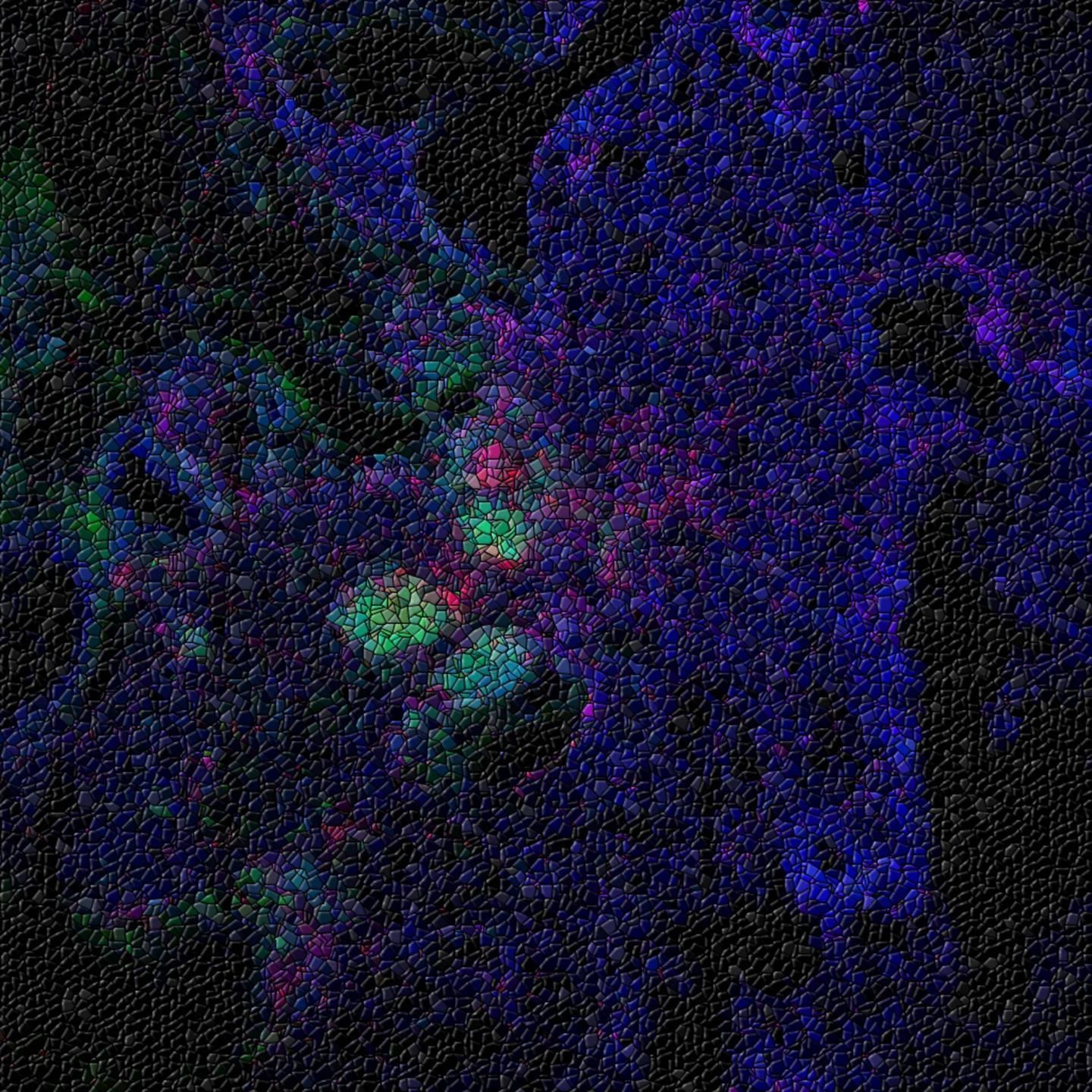 Immune Cells in Mouse Lung after Influenza Infection