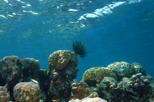 Porites cf. lobata