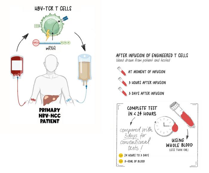 T cell infographic