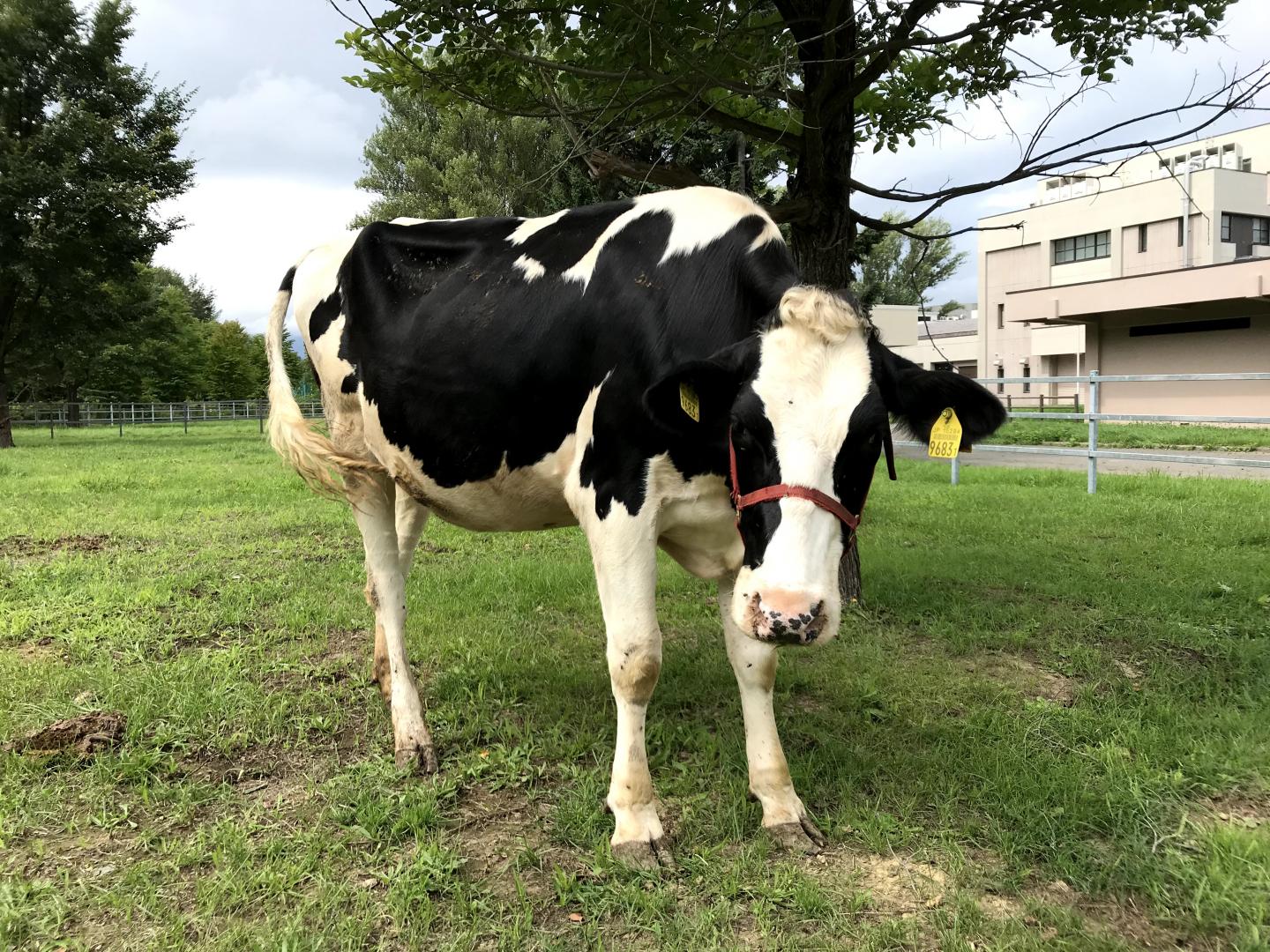 One of the calves used in the clinical studies of FMR efficacy