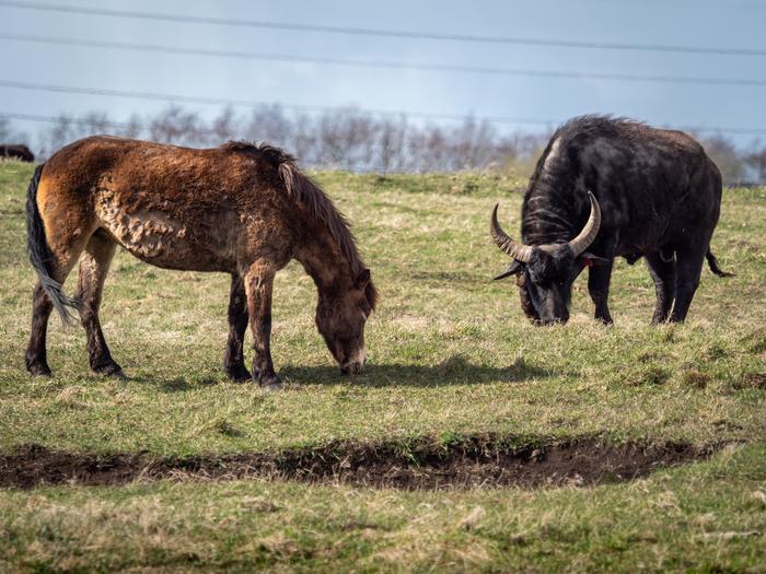 Horse and buffalo