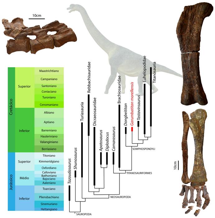 Kinship relationships of Garumbatitan morellensis with some of the most relevant sauropods and bone remains of Garumbatitan morellensis.