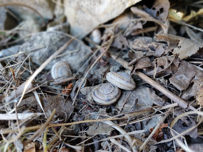 Snails among leaves