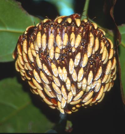 <i>Apoica pallens</i> Paperwasp Colony