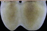 Honeycomb photographed in the lab
