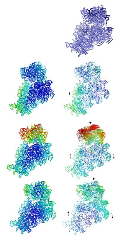 Ribosome Rotation