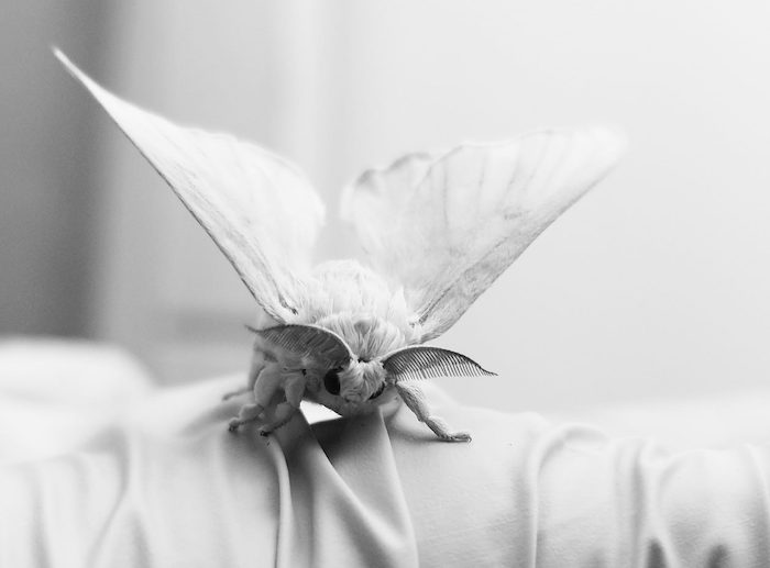 Silkmoths will shed light on sex differences in aging