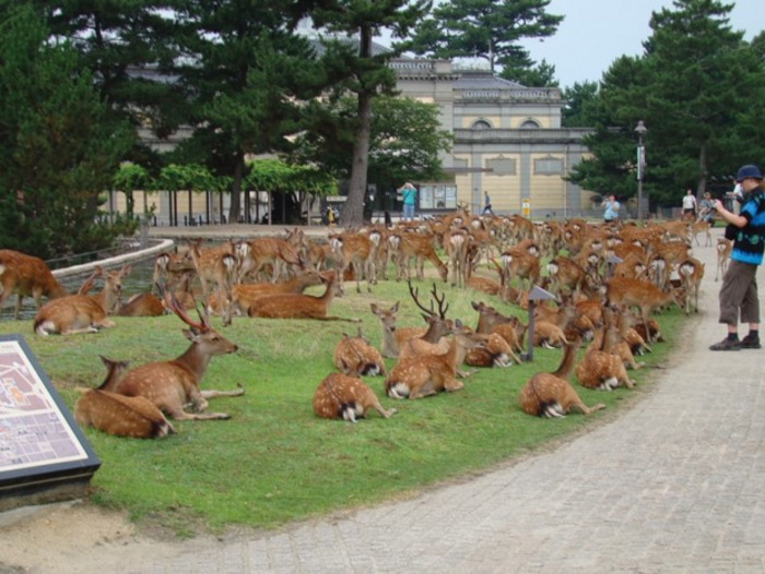 todaiji temple deer