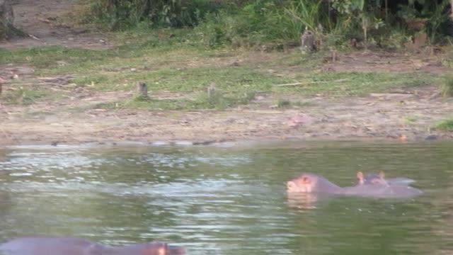 Researchers Film Invasive Colombian Hippos