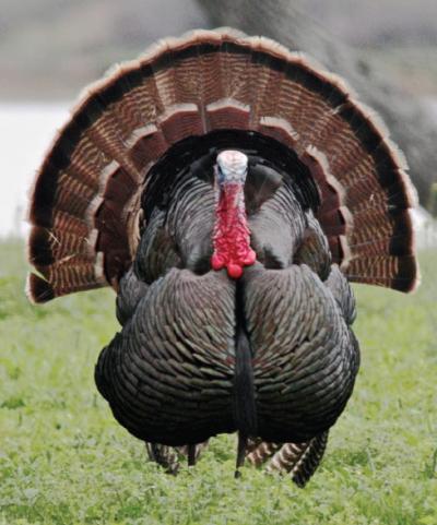 Wild Turkey Male