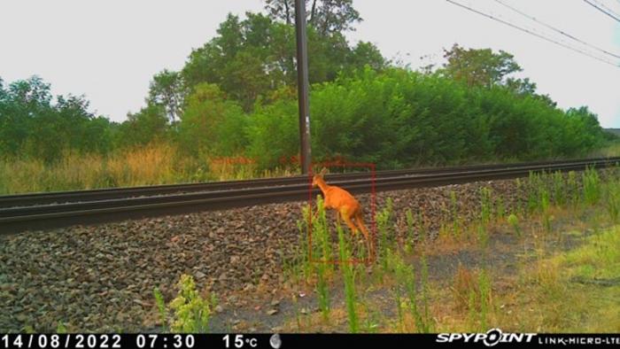 Roe deer crossing a railway, photographed by a field sensor