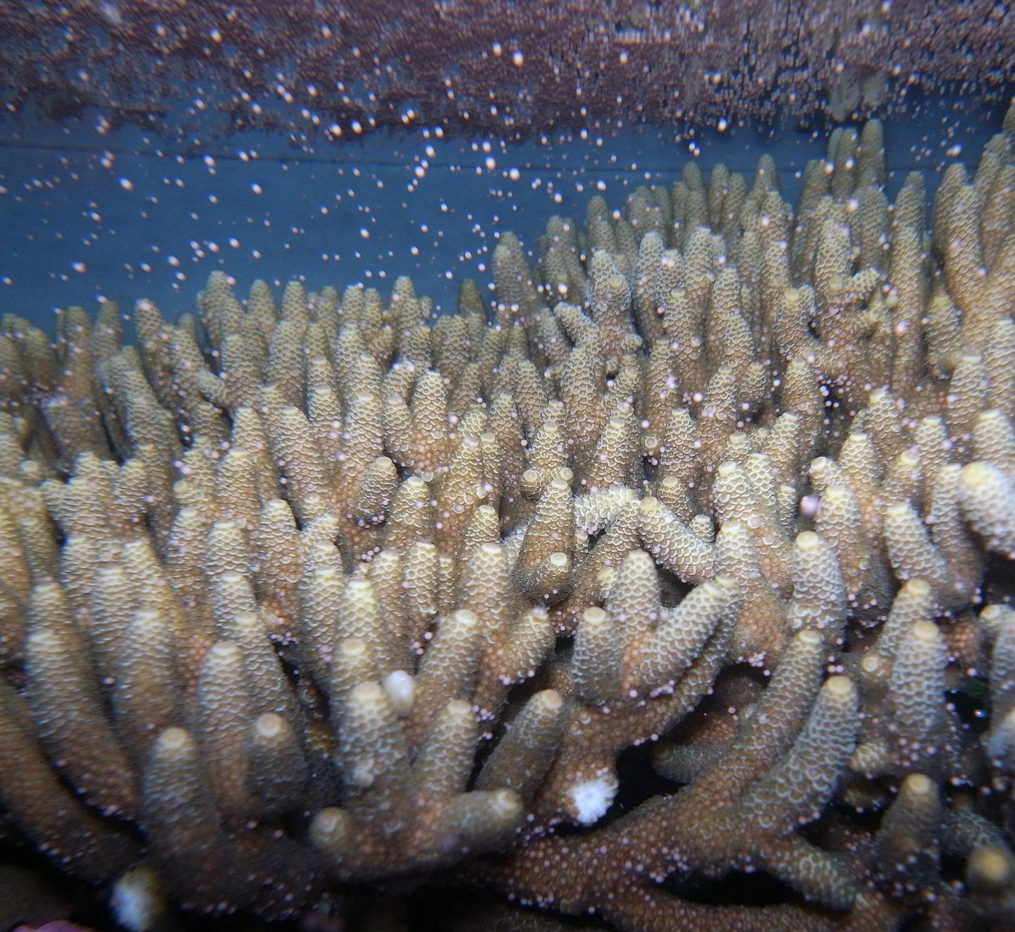 A Mass Release of Sperm and Eggs on the Great Barrier Reef