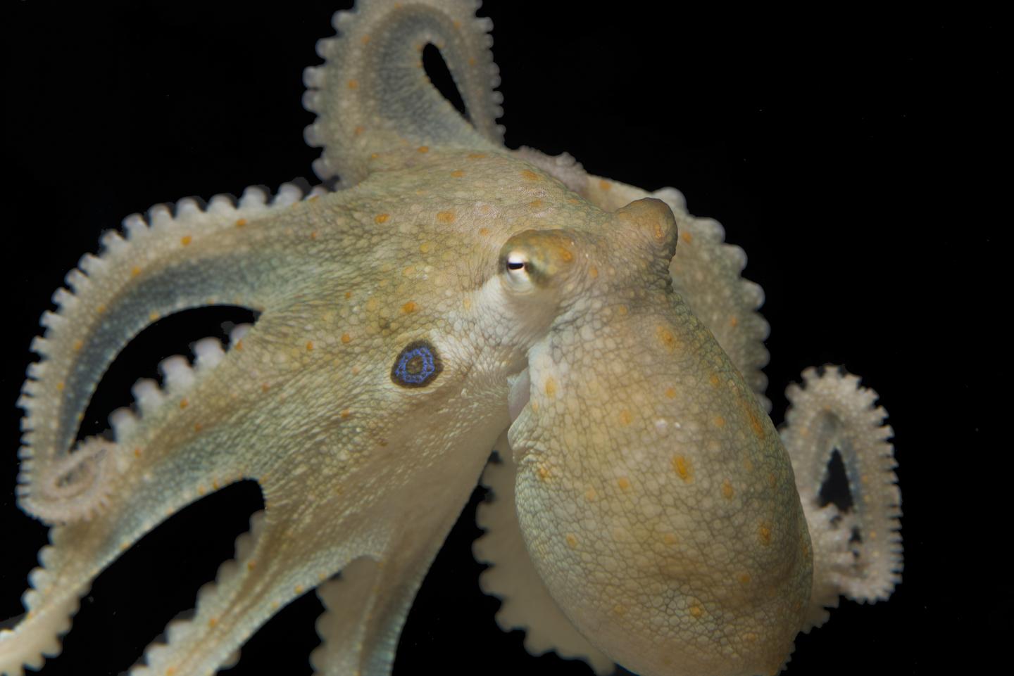 Octopus