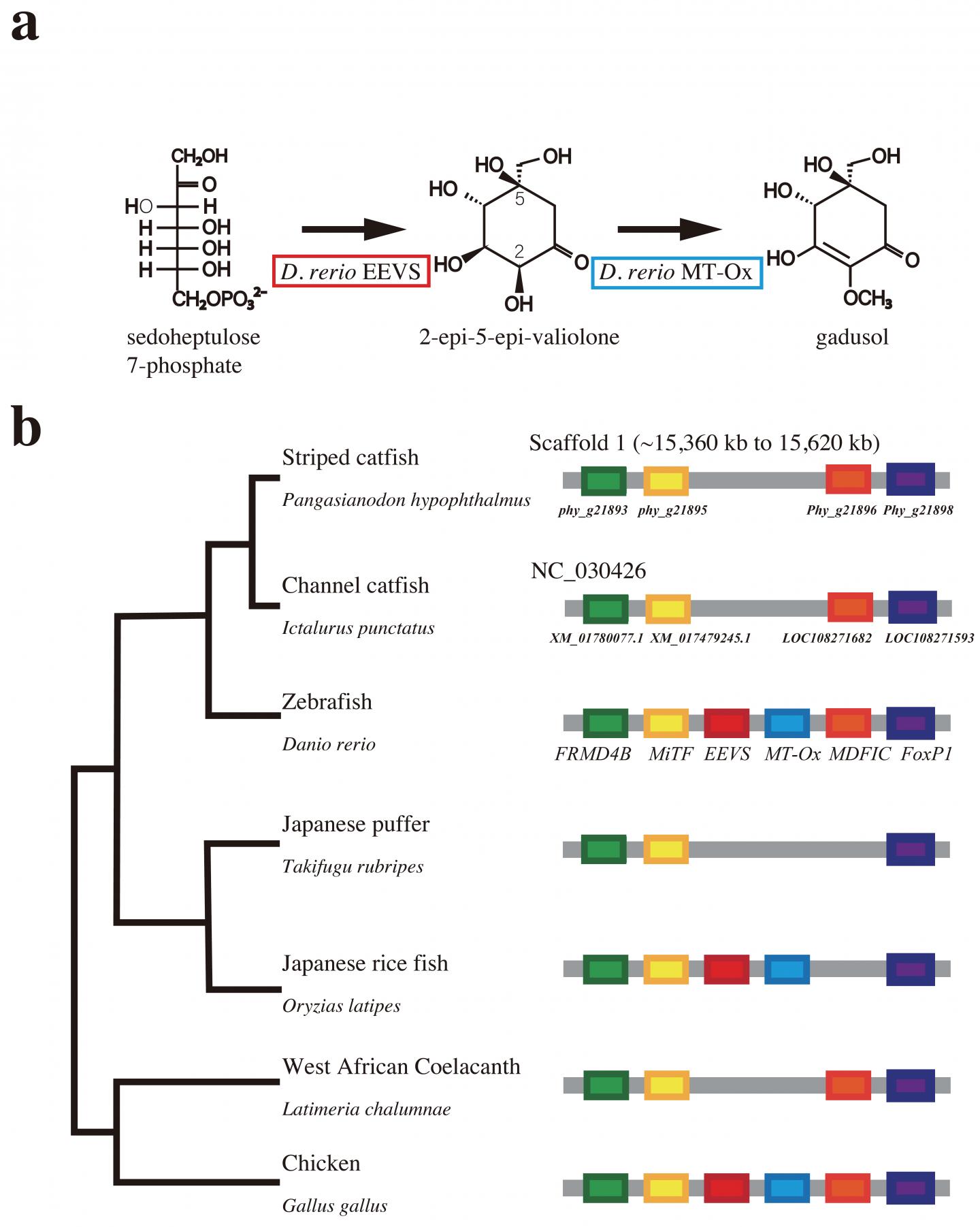 Loss of Gene Cluster for Sunscreen Biosynthesis