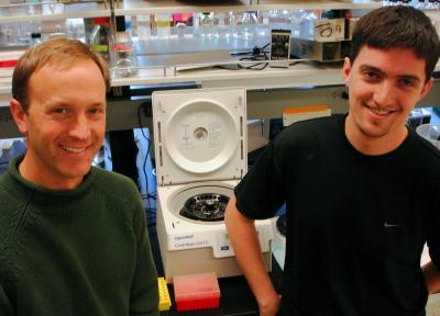 RNA-muscleblind Protein Connections