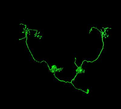 Neuron