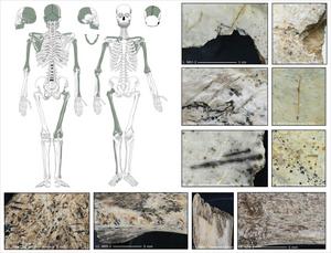 Cut and impact marks indicating cannibalism on various human parts of the skeleton from the Maszycka Cave.