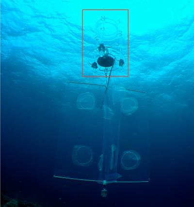 Fish Larvae Sniff Reef Odor to Find Their Way Home