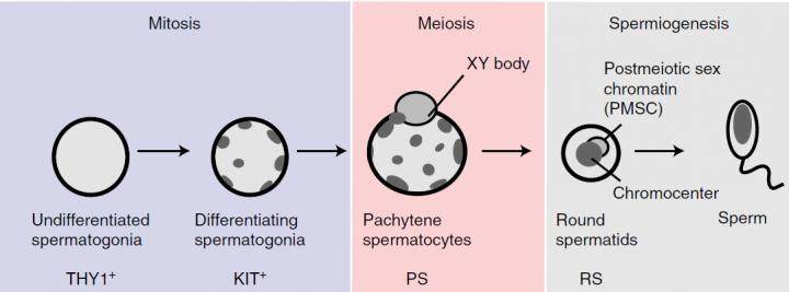 Sperm Production in Mice