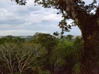 Rain Forest in Panama