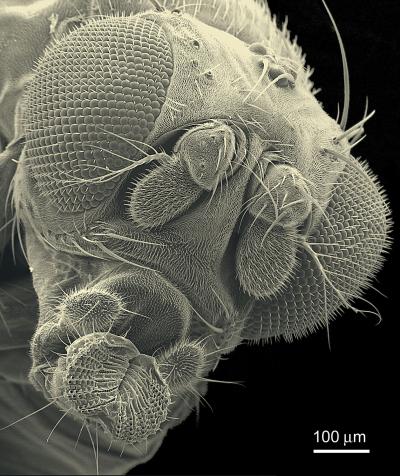 Drosophila melanogaster