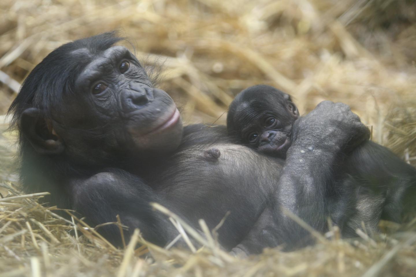 Mhudiblu, female bonobo whose genome was sequenced