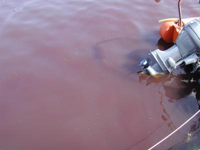 Red Tide in Southampton