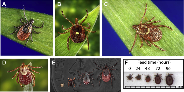 Medically important ticks found in the United States
