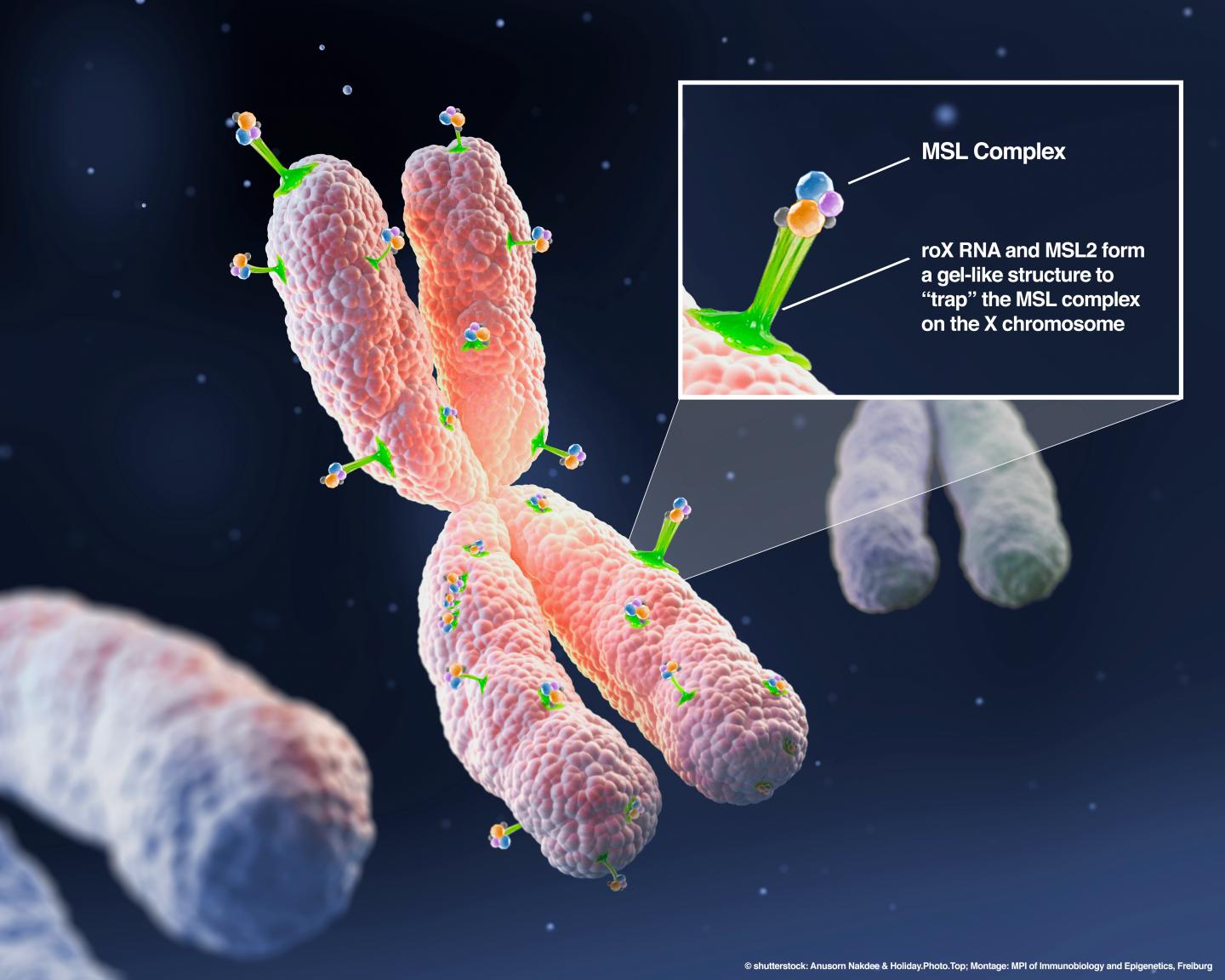 The Chromosome Which Gels Together Stays Together