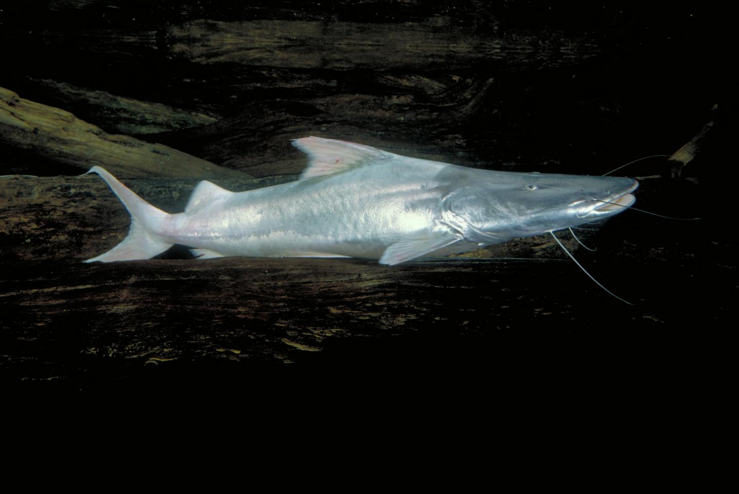Dorado Catfish