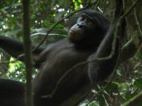 Bonobos Likely Locate Truffles by Smell