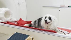 Four-legged study participant Balian takes a short break on the magnetic resonance imaging (MRI) scanner bed. He can stop the training and data collection anytime and leave the MRI via a specially built ramp. The bandage serves as an additional noise prot