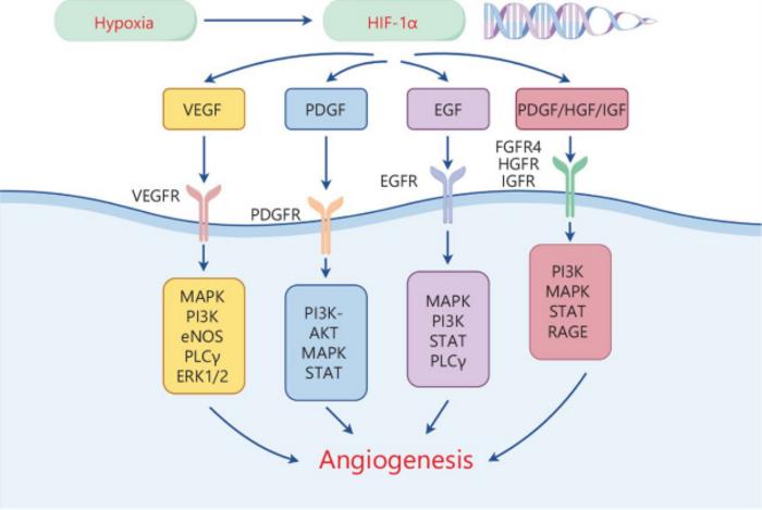 The hypoxia-inducible factor HIF promotes the transcription of angiogenesis-related factors.