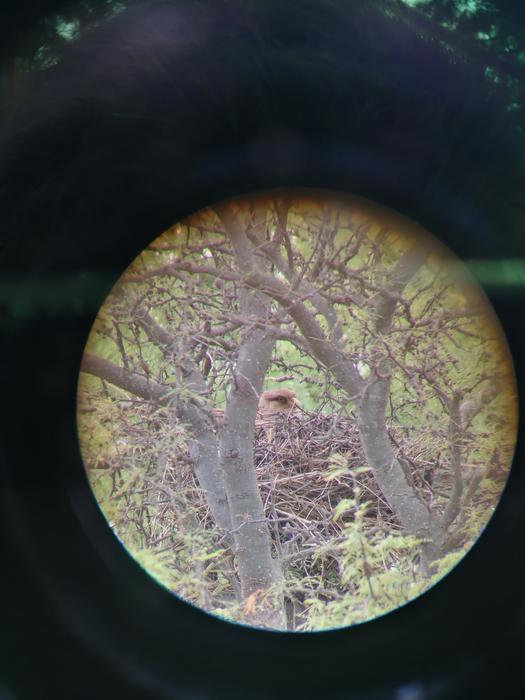 Adult Male Incubating