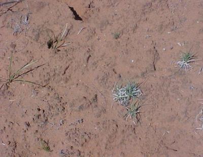 Biological Soil Crust