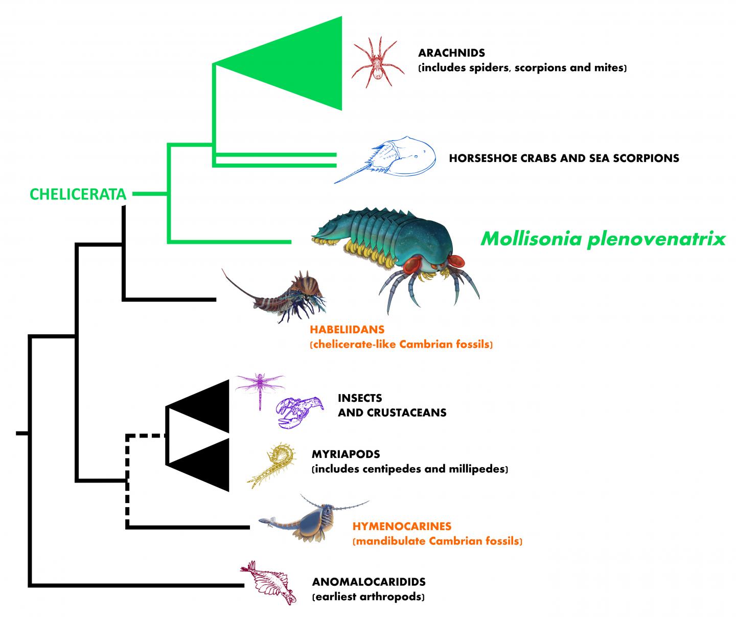 Evolutionary Tree Illustrating the Relationship of <Em>Mollisonia</em> to Other Arthropods
