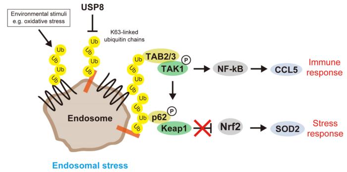 Model of endosomal stress