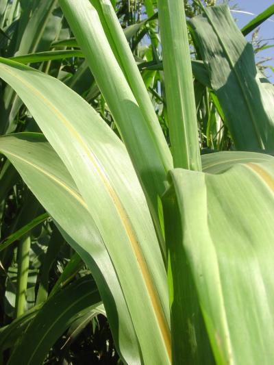 Gene Controlling Flowering Boosts Energy Production from Sorghum