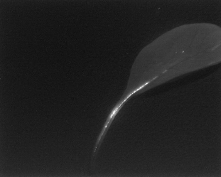 Grey Leaf on Black Background