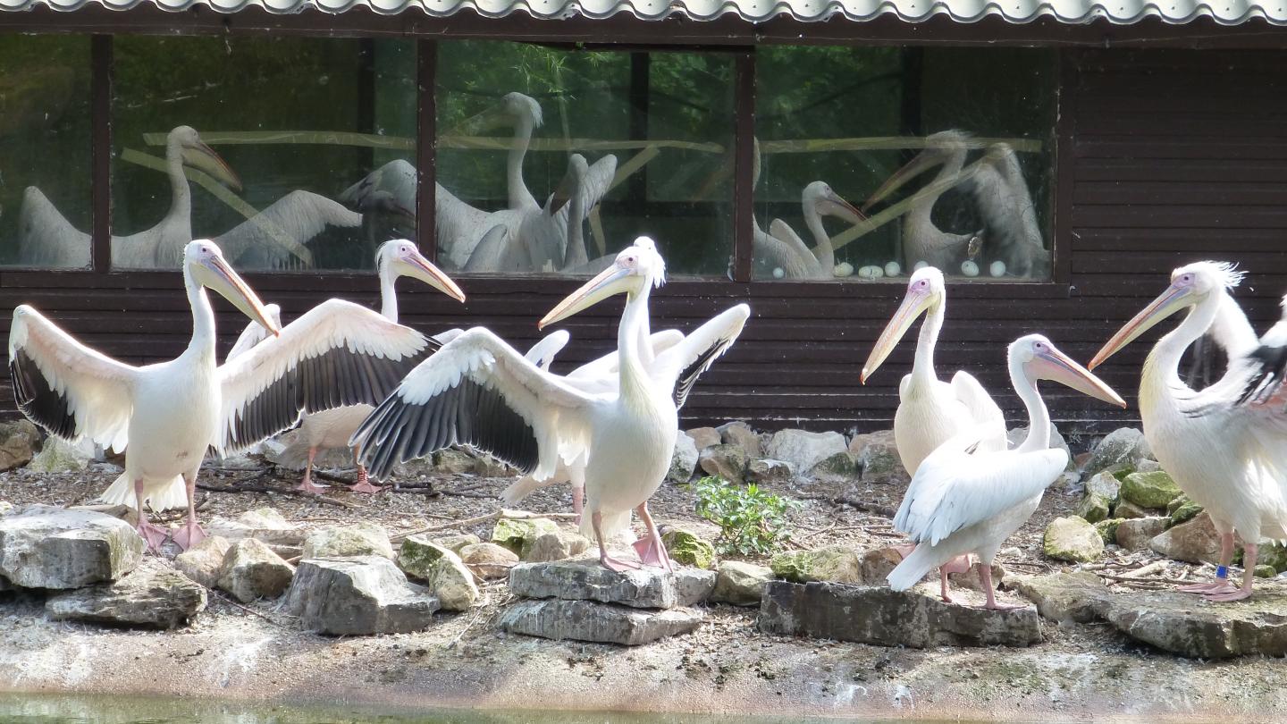 Blackpool zoo pelican nesting area