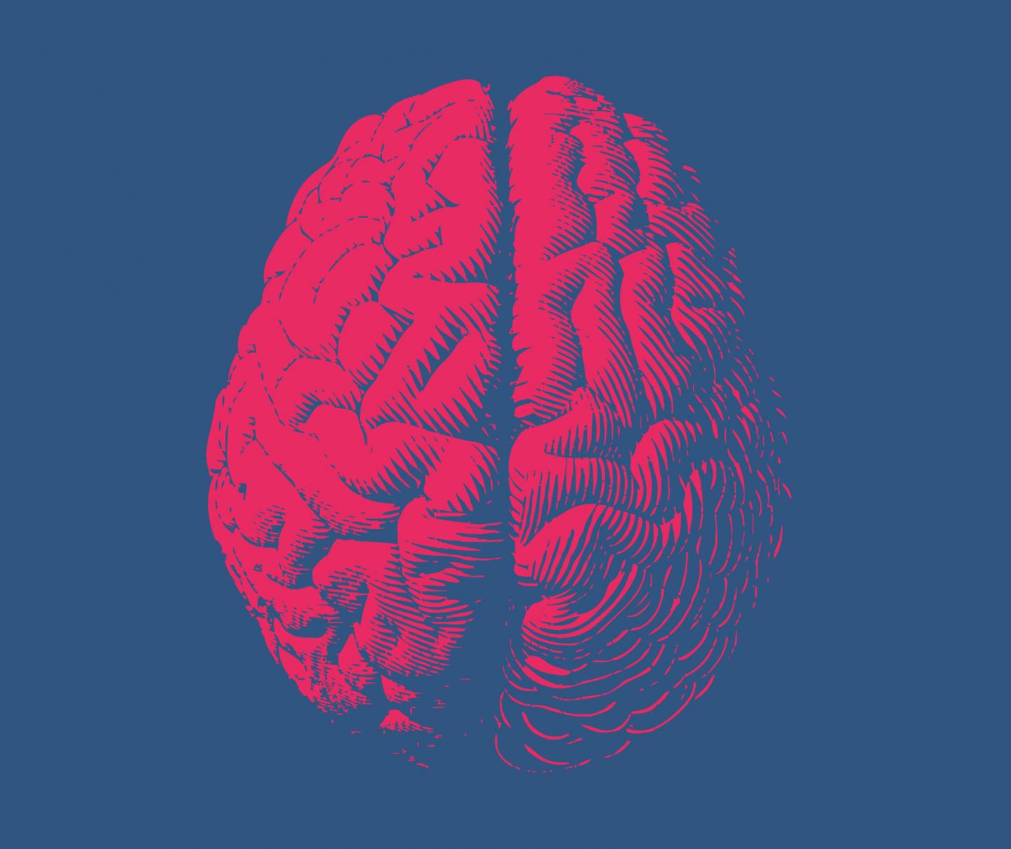 1 brain. Полушария мозга. Мозг вид сверху. Квадратный мозг. Мозг человека рисунок.