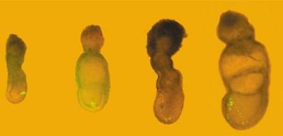 Photo of Mouse Embryo at Different Stages of Early Development