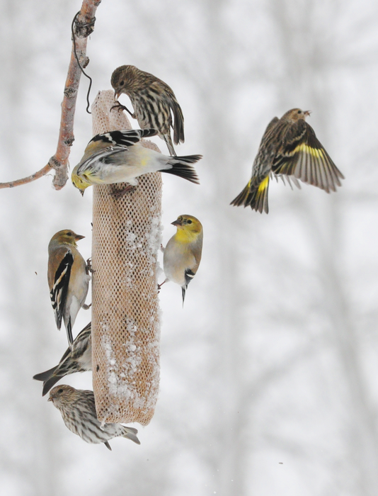 Finches