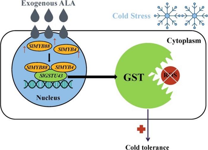 Proposed model for how ALA improves tomato cold tolerance under cold stress.