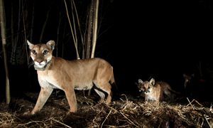 Mountain lion with cubs