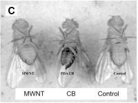 Nanoparticles in Flies