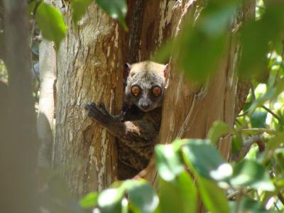 Lemur in Madagascar