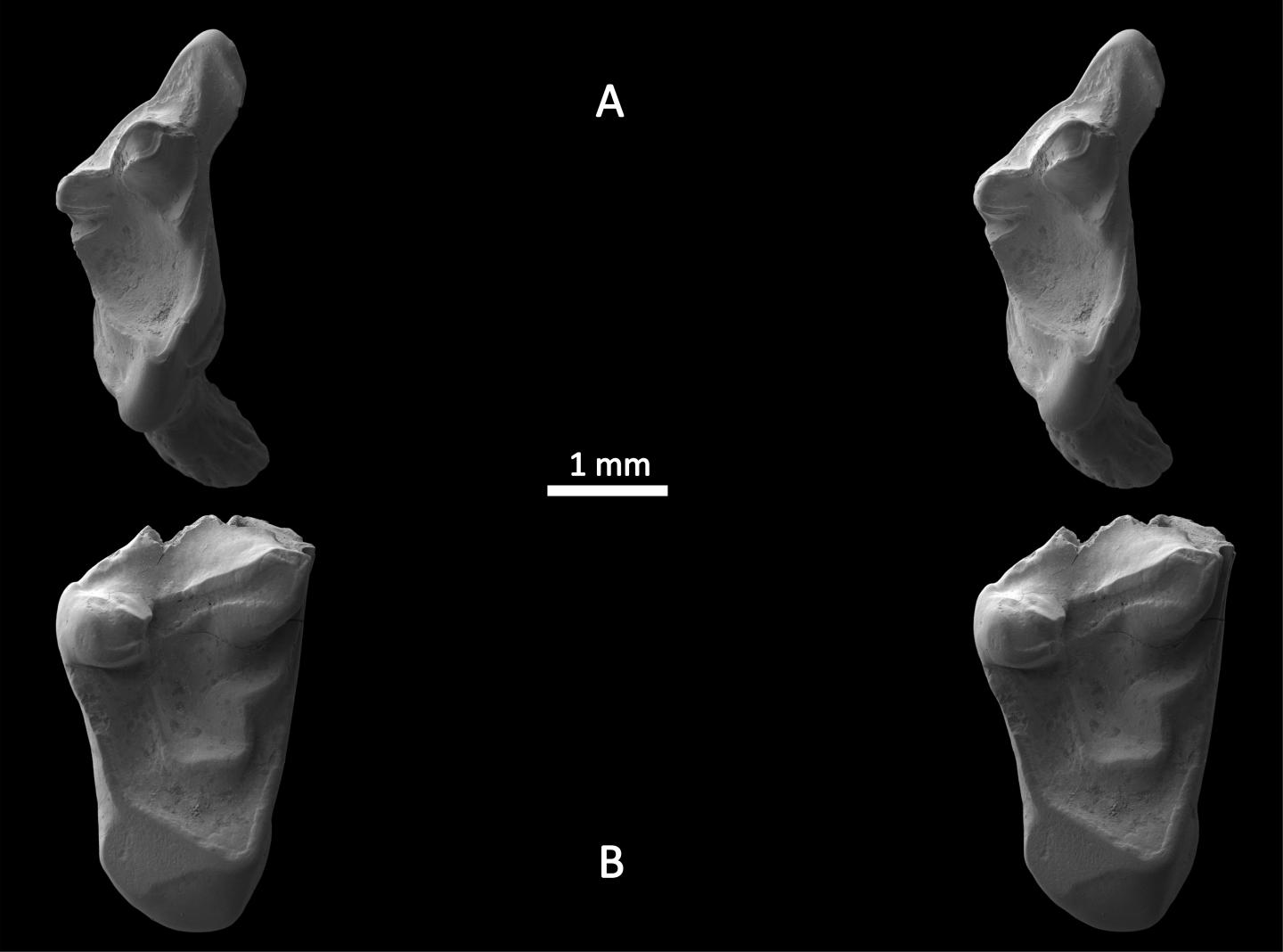 Fossil Teeth Under Electron Microscope