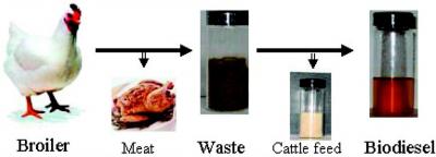 An Abundant Source of Biodiesel Fuel